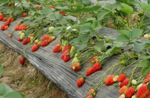 农贝得超生雌在番茄上使用每亩增产420斤！