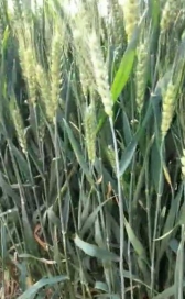 喷施菌绿通的小麦呈现碧绿色，没有死麦头