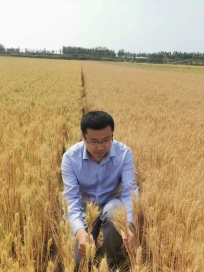 西华县农户用〈菌绿绿）小麦拌种抗旱效果明显