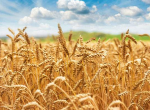 小麦拌种剂的种类有哪些呢？