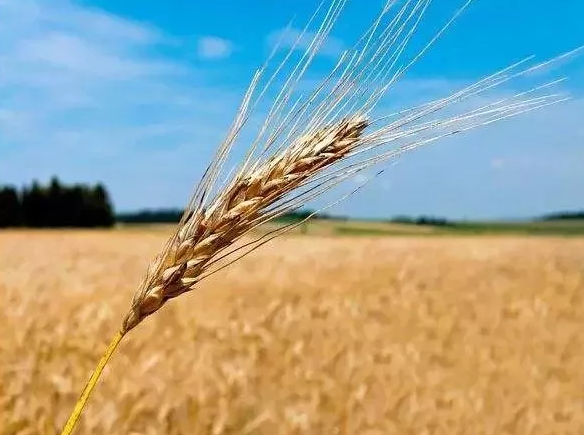 小麦使用拌种剂有什么作用？